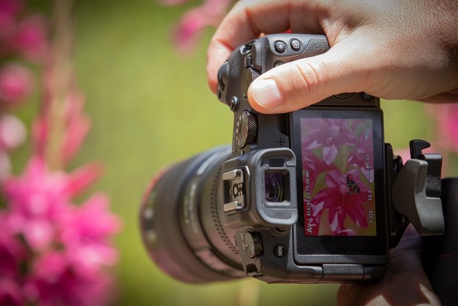 Камера Canon EOS RP на штативе, точка автофокусировки на заднем экране направлена на пчелу на цветке.