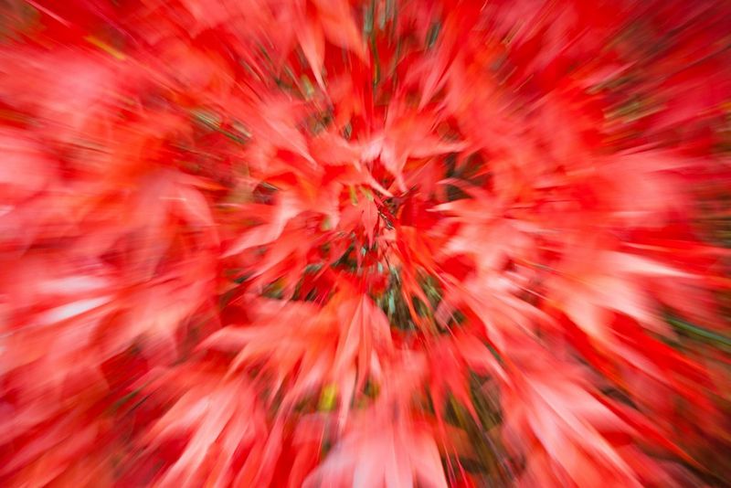 صورة ضبابية لأوراق حمراء.