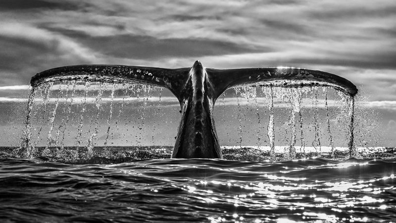A black and white photograph of a whale's tail fluke rising above a black shining sea. Water cascades from it and the huge tail is almost to the edges of the image.