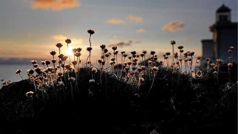 Silhouetted flowers on Irish hill top shot on the Canon EOS R & RF 28-70mm F2L USM