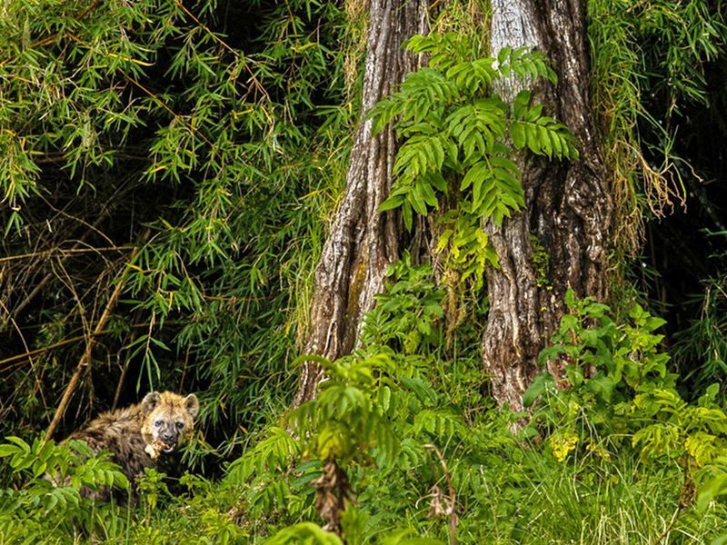 Tree and hyena in a forest 