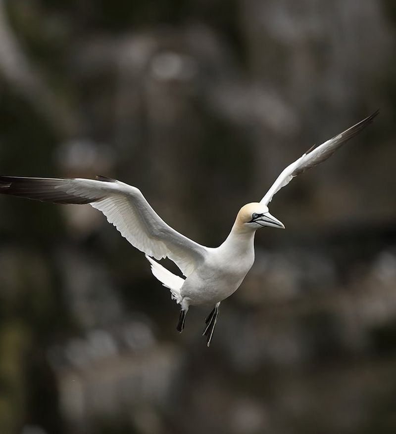 Gannet caught in mid flight with ֽ_격-