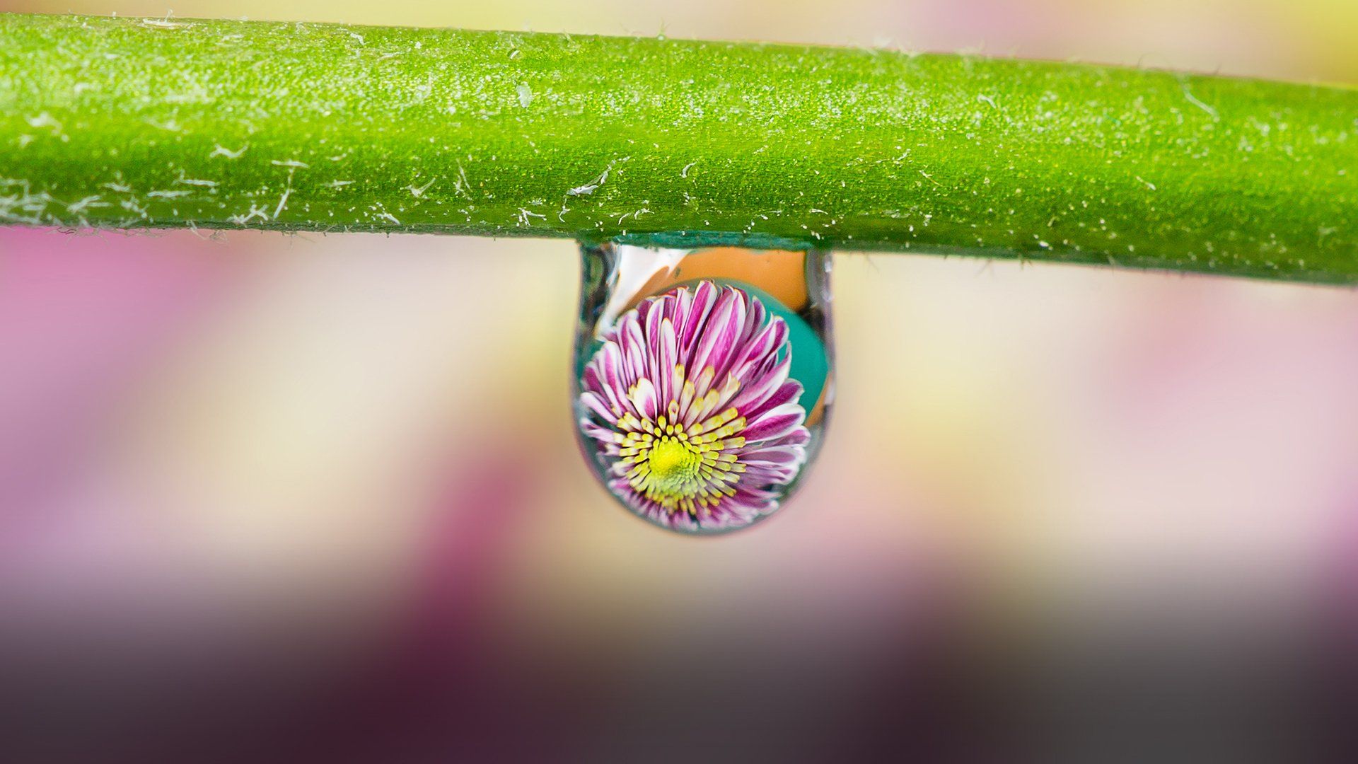 A water droplet on a flower stem, reflecting a flower head. 