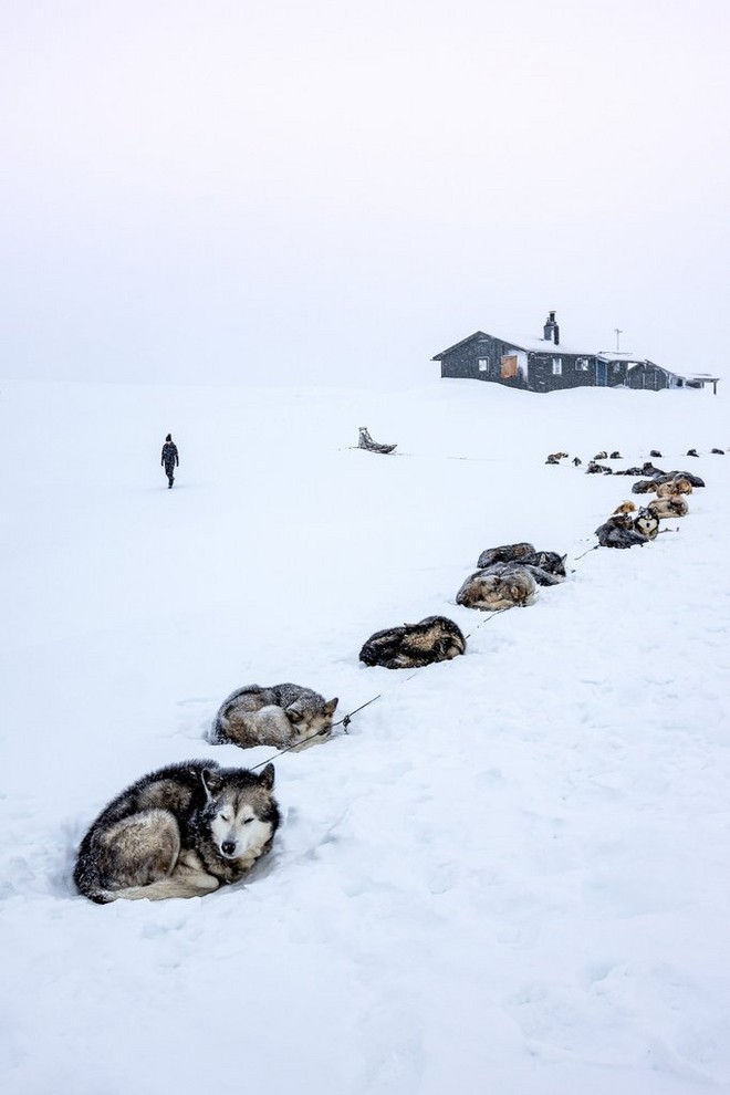 صف ملتف من كلاب الهسكي في الثلج. منزل مغطى بالثلوج يمكن رؤيته من مسافة بعيدة.