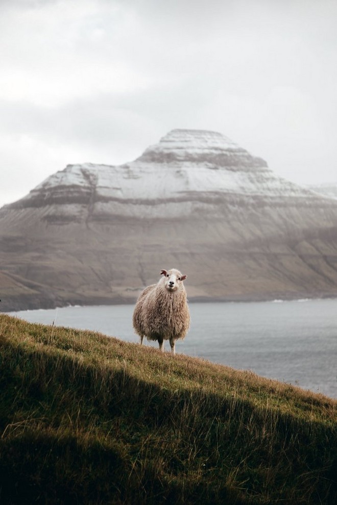 خروف أيسلندي في حقل منحدر ينظر بفضول إلى الكاميرا. ويوجد في الخلفية جبل ضخم مغطى بالثلج.