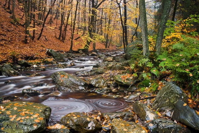 تيار جبلي يتدفق عبر منظر طبيعي لفصل الخريف، مع وجود نبات السرخس والصخور في المقدمة.