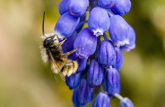 Macro bee photography