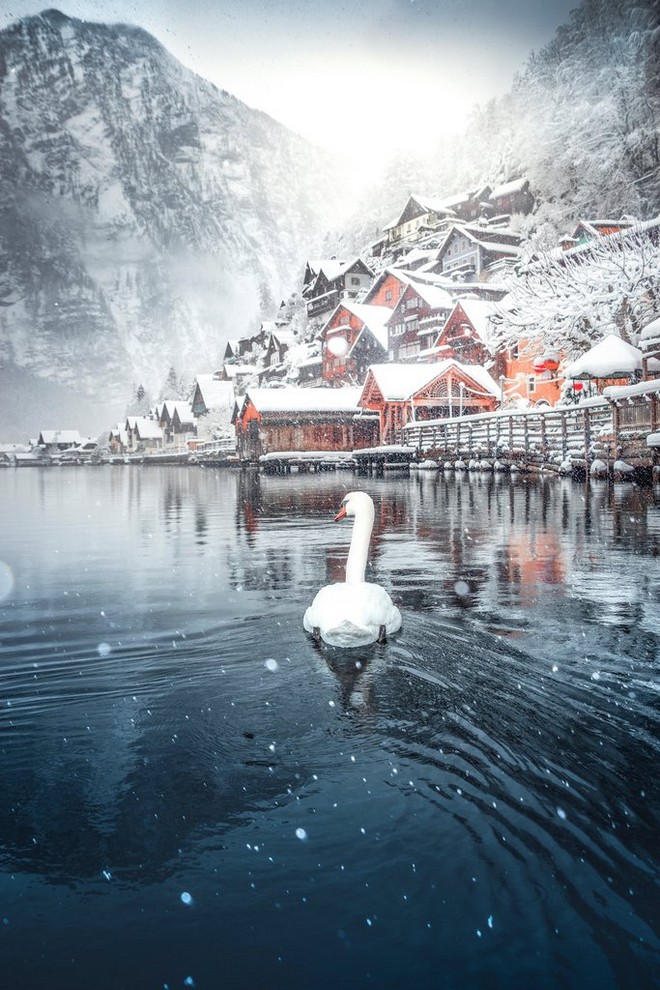 بجعة بيضاء تسبح في بحيرة زرقاء في فصل الشتاء. على شواطئ البحيرة، وفوق أعالي الجبال، توجد قرية خلابة مغطاة بالثلوج.