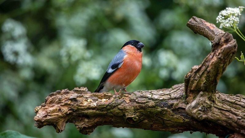 A Tale of Two Robins  The Urban Nature Enthusiast