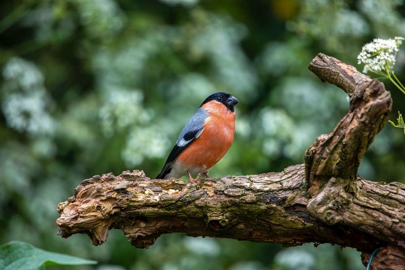 Une mangeoire connectée pour mieux photographier les oiseaux de votre  jardin 