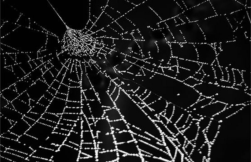 Water droplets catching the light on a spiderweb. 