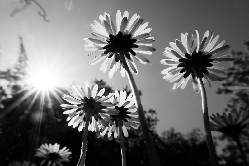 Black and white nature photography - Canon Cyprus