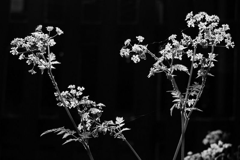 Black and white nature photography - Canon Cyprus
