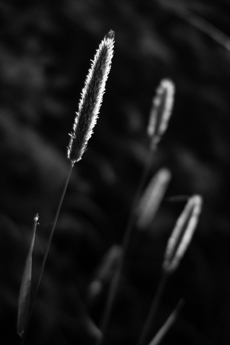 Black and white nature photography - Canon Cyprus