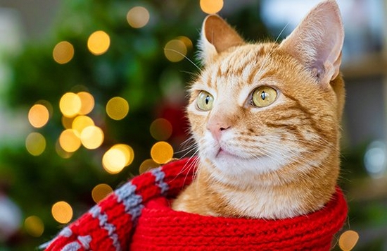 How to shoot festive pet portraits