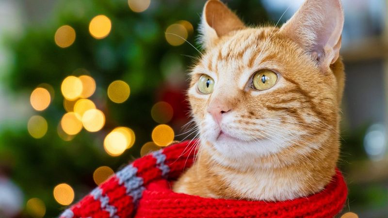 LIVE: How To Make Amazing Crafts For Cats, Dogs, And Hamsters