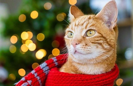 How to shoot festive pet portraits