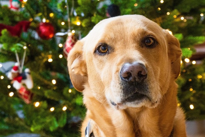 Un golden labrador a circa un metro di distanza da un albero di Natale.