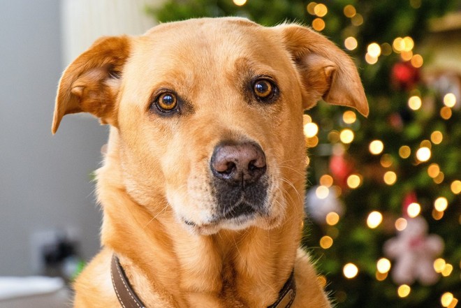 Golden labrador posizionato a distanza da un albero di Natale. In questo caso, le luci sono sfocate.