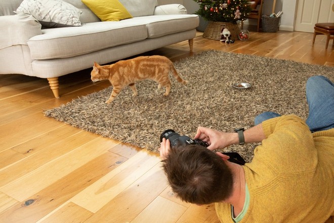 Uomo steso sul pavimento di un soggiorno fotografa un gatto rosso tigrato che passeggia davanti a un divano.