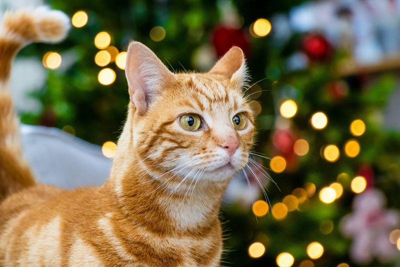 Un gatto rosso tigrato fotografato ad altezza occhi.