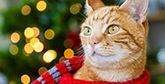 How to shoot festive pet portraits