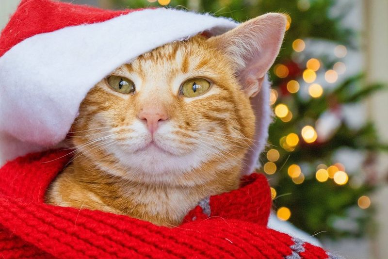 A ginger tabby cat peeking out under a red and white Christmas hat. 