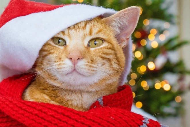 Gatto rosso tigrato che fa capolino da un cappello di Natale rosso e bianco.