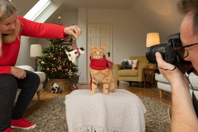 Donna distrae un gatto rosso tigrato con un giochino mentre questo viene fotografato in una stanza con decorazioni natalizie.
