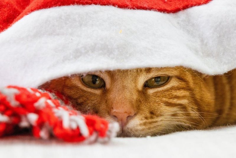 Gatto rosso tigrato con cappello di Babbo Natale con la testa poggiata a terra.