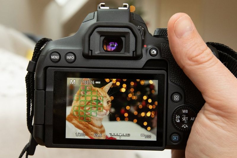 Punti AF sul muso di un gatto rosso tigrato in modalità Live View di Canon EOS 850D.