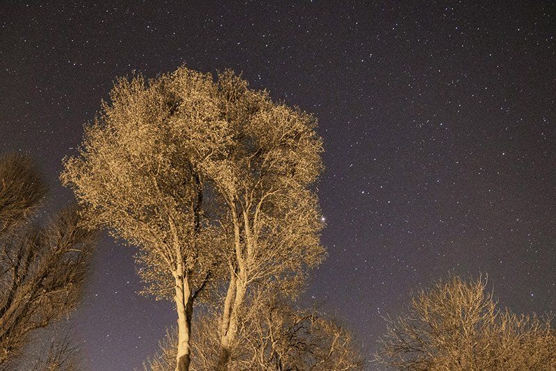 A starry night sky with trees in the foreground.