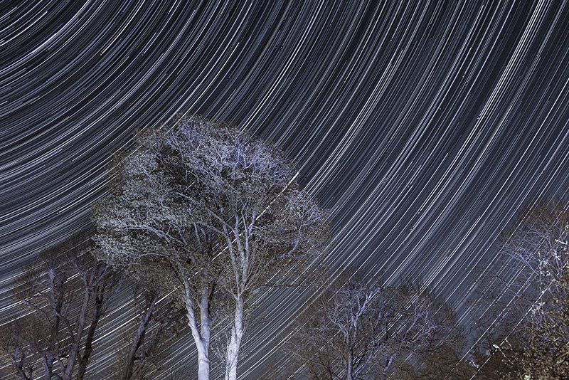 Circular star trails creating a pattern across the night sky behind a foreground of trees.