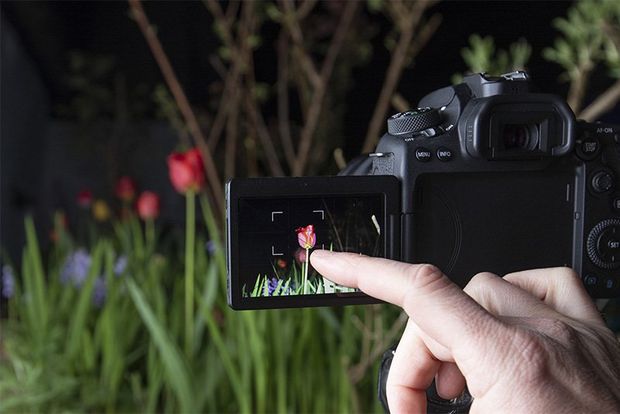 A photographer taps a finger on a screen to focus a shot of a tulip.