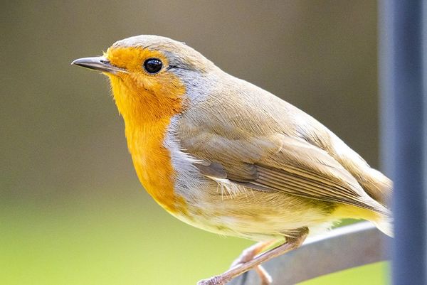 A robin perched on a metal rail. 
