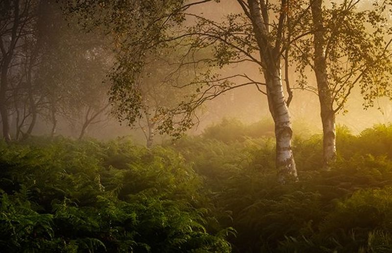 Arbres enveloppés de brume, se dressant au milieu d'un tapis de fougères. Photo prise avec un Canon EOS R5 équipé d'un objectif Canon RF 28-70mm F2L USM par Verity Milligan.