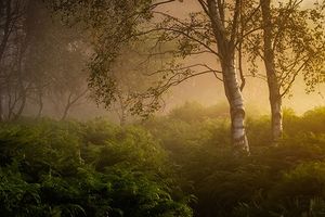 Окутанные туманом деревья над покрывающими землю папоротниками; снято Верити Миллиган на камеру Canon EOS R5 с объективом Canon RF 28-70mm F2L USM.