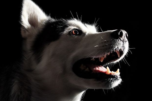 A portrait of a dog's face in profile against a black backdrop, with dramatic lighting from a spotlight.