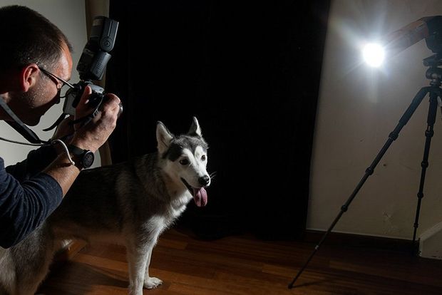 A photographer takes a photo of a dog illuminated from the other side by a spotlight tube.