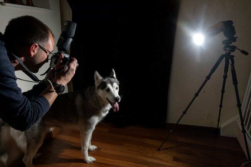 Un homme photographie un chien éclairé par un flash Speedlite placé sur un trépied du côté opposé, la lumière étant concentrée à l'aide d'un coupe-flux fait main.