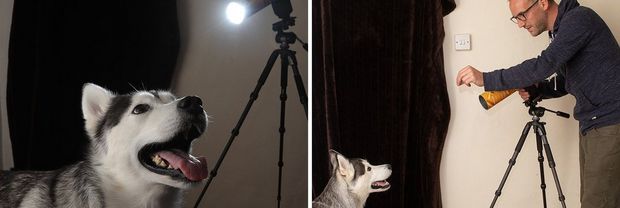 A photographer, standing next to a spotlight tube on a tripod, attracts the attention of a dog.