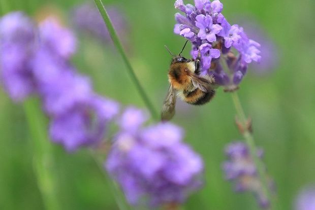 A bee on a purple flower, with the green background out of focus.