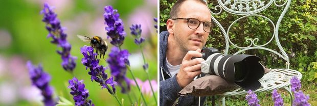 A close-up of a bee about to land on a purple flower.