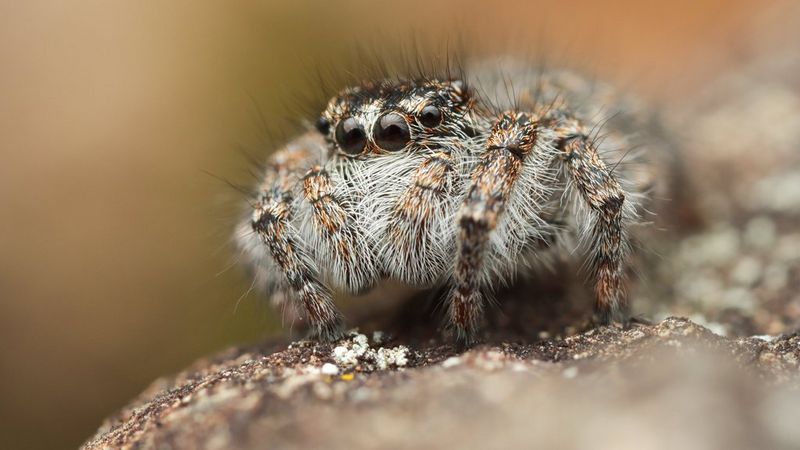 Jumping Spiders Enclosure Setup & Parameters