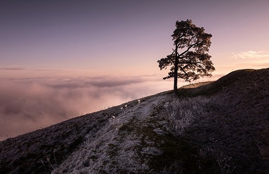 A landscape shot of a tree on the side of a hill, in front of a purple sky.