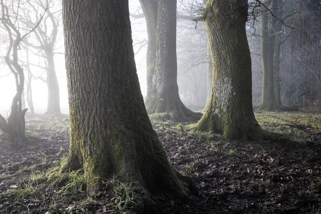 صورة فائقة الوضوح لأشجار مكسوة بالطحالب في غابة محاطة بالضباب.