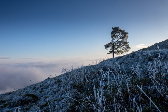 صورة منظر طبيعي لشجرة ضخمة على تل منحدر توضح العشب الذي يكسوه الجليد في المقدمة.