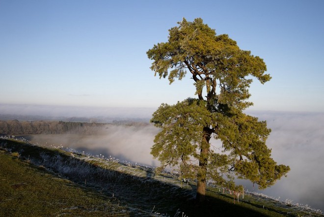 شجرة ضخمة في حقل منحدر ذات ارتفاع عالٍ يتجاوز السحب المنخفضة.