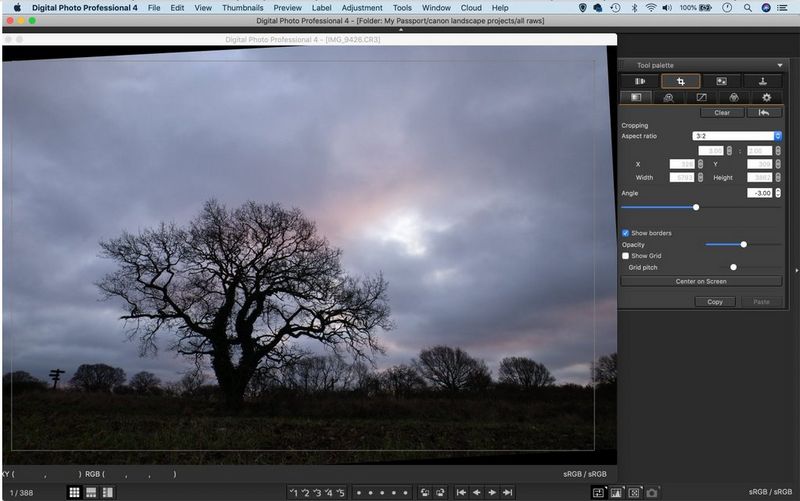 Фотография дерева на фоне облачного неба, открытая в Canon Digital Photo Professional.