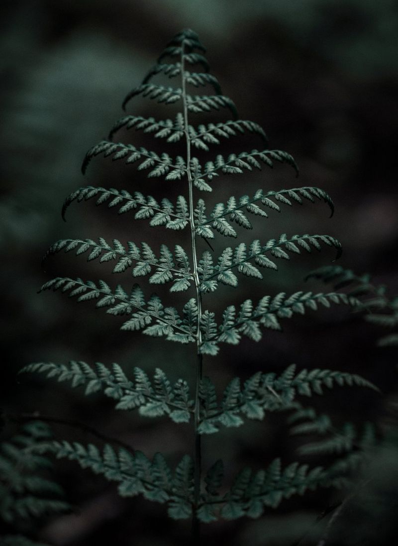 A close-up of a fern leaf set against a dark background.